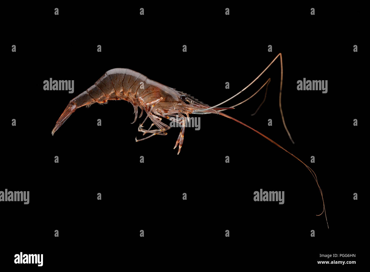 A fresh, uncooked common prawn, Palaemon serratus, that has been caught in a prawn trap and photographed on a black background. Dorset England UK GB Stock Photo