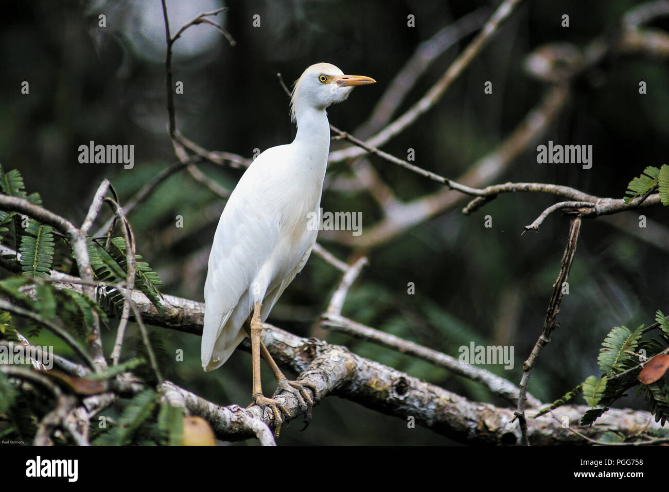 Great Egret (Casmerodius Albus) in the Amazon rainforest, Lagunas, Loreto, Peru Stock Photo