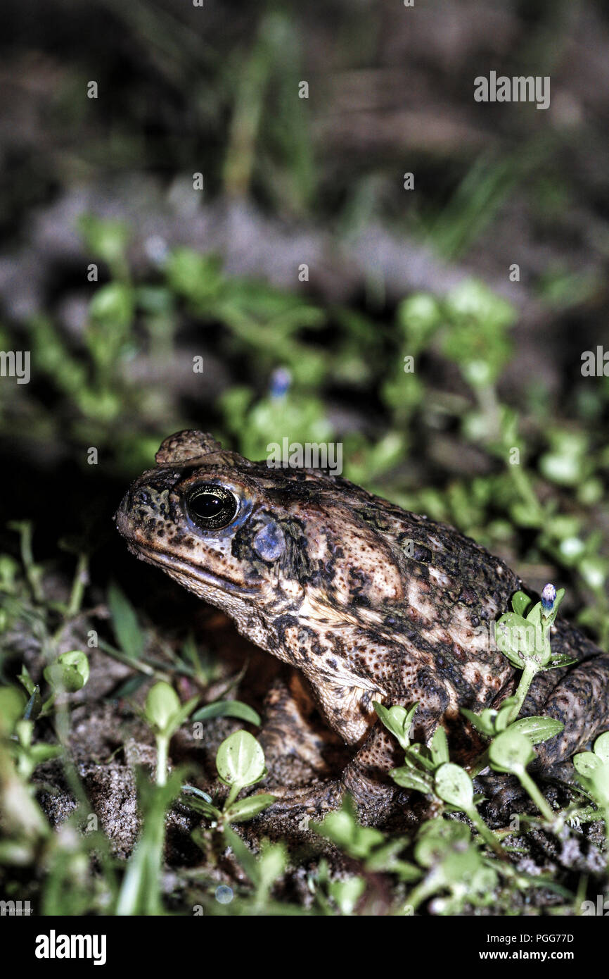 Cane toad (Bufo marinus) in the Amazon rainforest of Peru Stock Photo