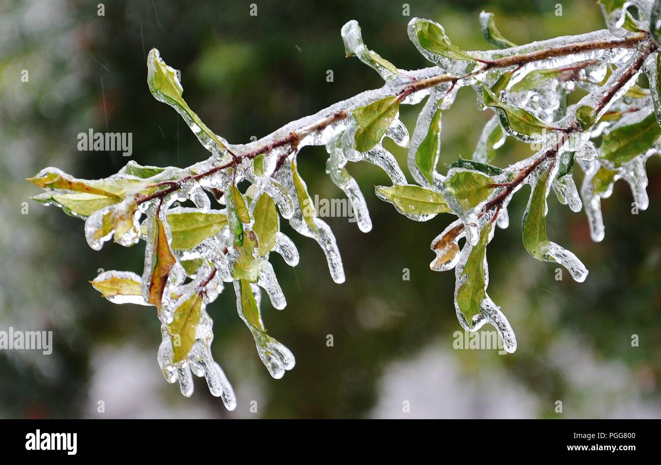 Freezing rain on plants at Atlanta Airport Stock Photo