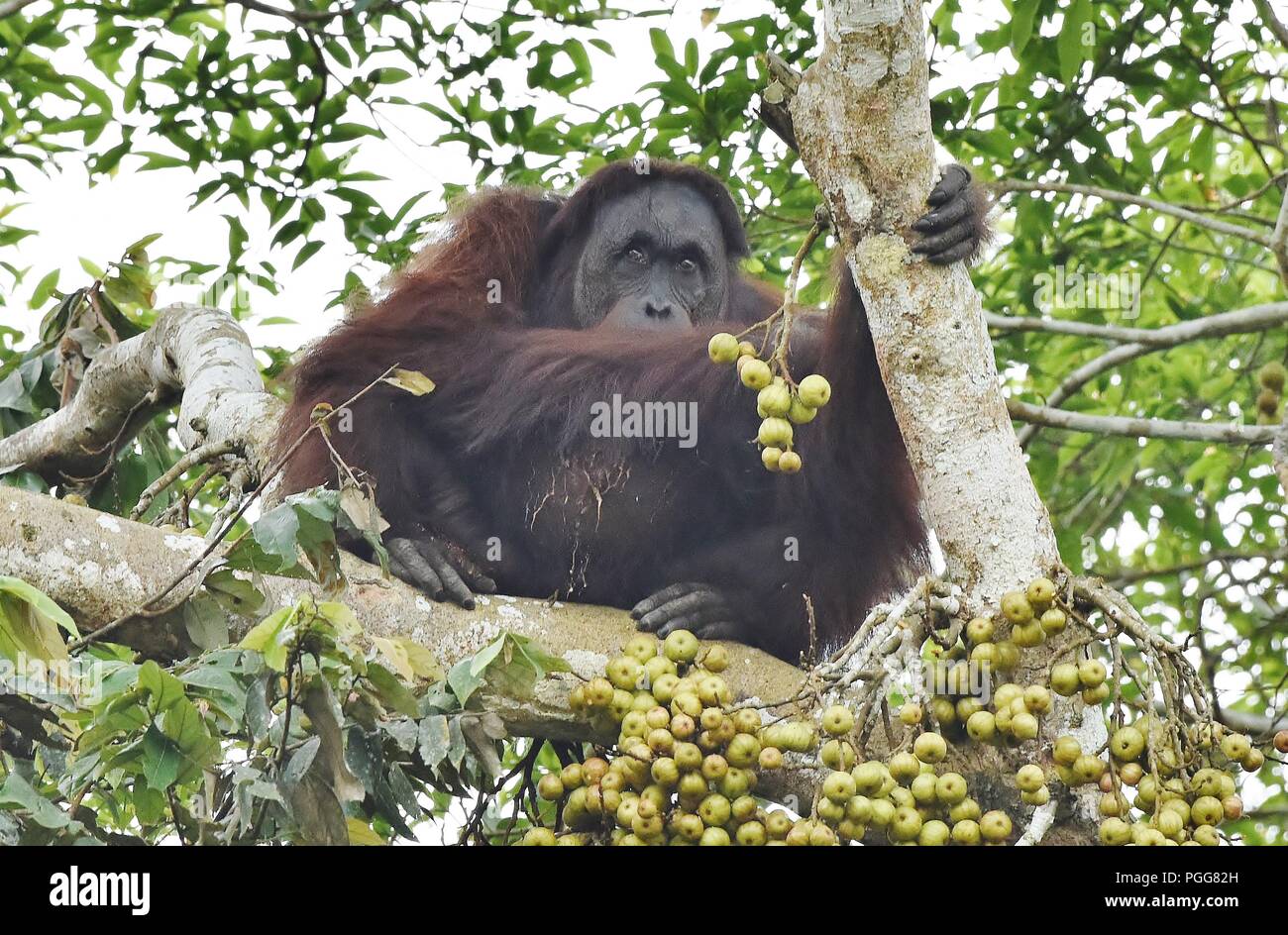 Wild Male Orangutan in it's Nest, riverside near Bilit, Borneo Stock Photo