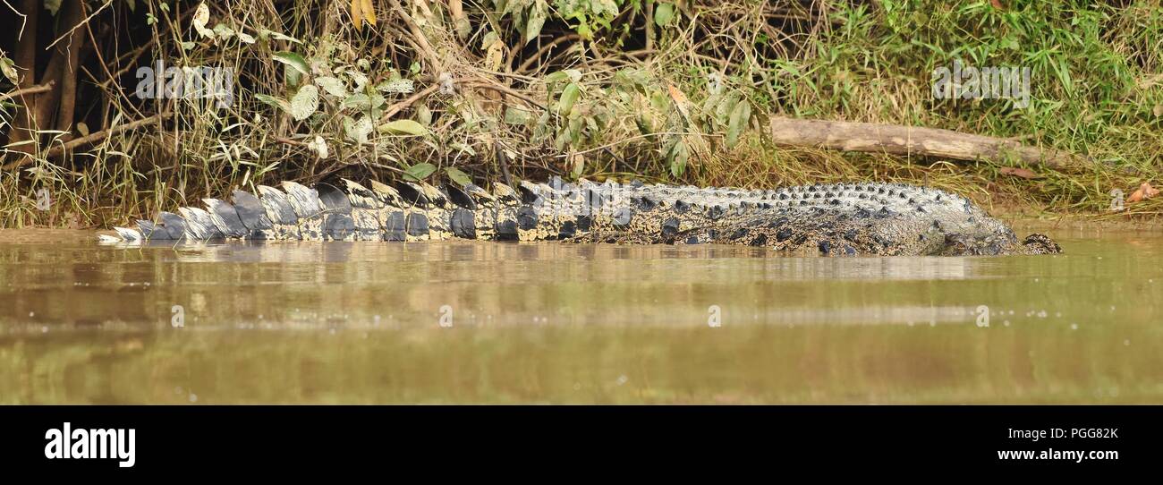 3 meter long Crocodile near Bilit, Borneo Stock Photo