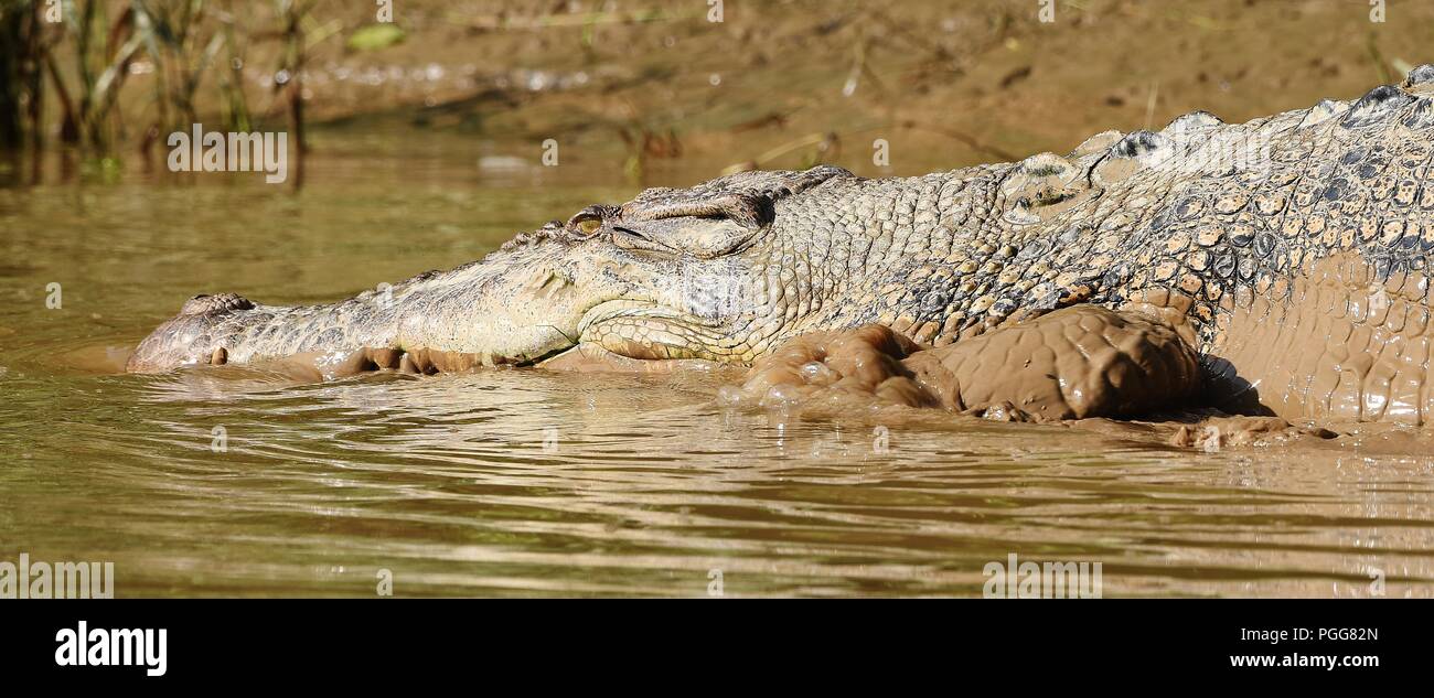 3 meter long Crocodile near Bilit, Borneo Stock Photo