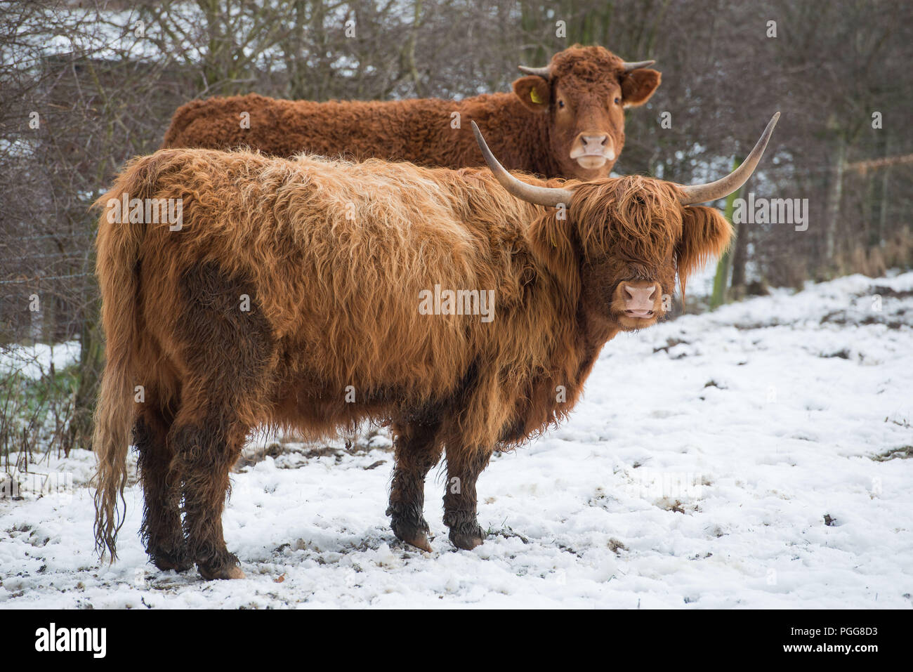 Highland Cows, Snow, Weather, Peebles, Venlaw Hill, Scottish Borders Stock Photo