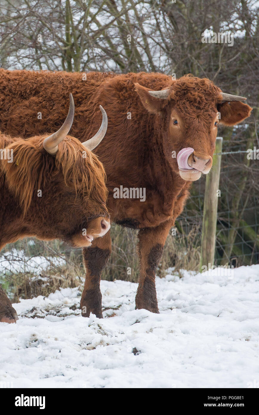 Highland Cows, Snow, Weather, Peebles, Venlaw Hill, Scottish Borders Stock Photo
