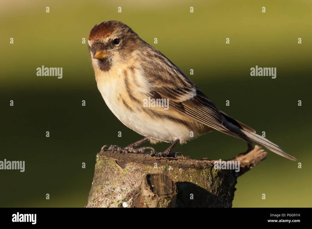 Lesser redpoll UK migrant bird perched on a log in spring time Stock Photo