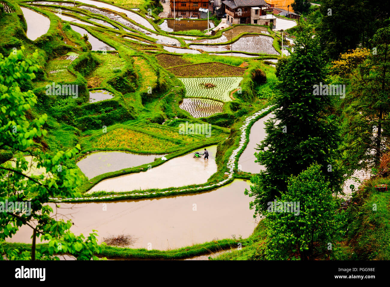 Fish farming in rice paddies hi-res stock photography and images - Alamy