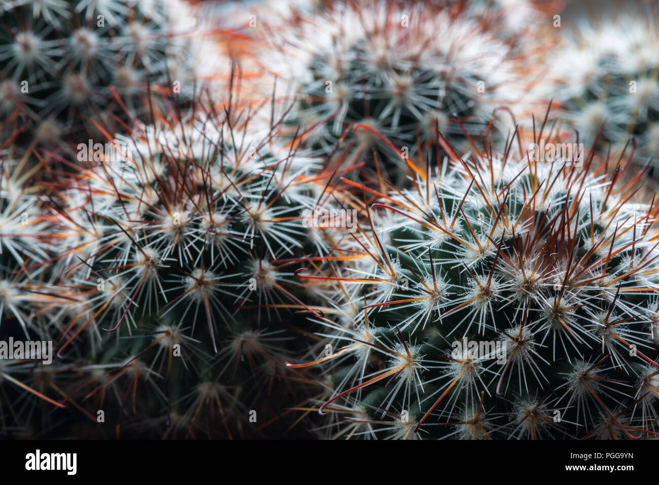 Close up of an exotic Mammillaria cactus growing as a houseplant in England, UK Stock Photo