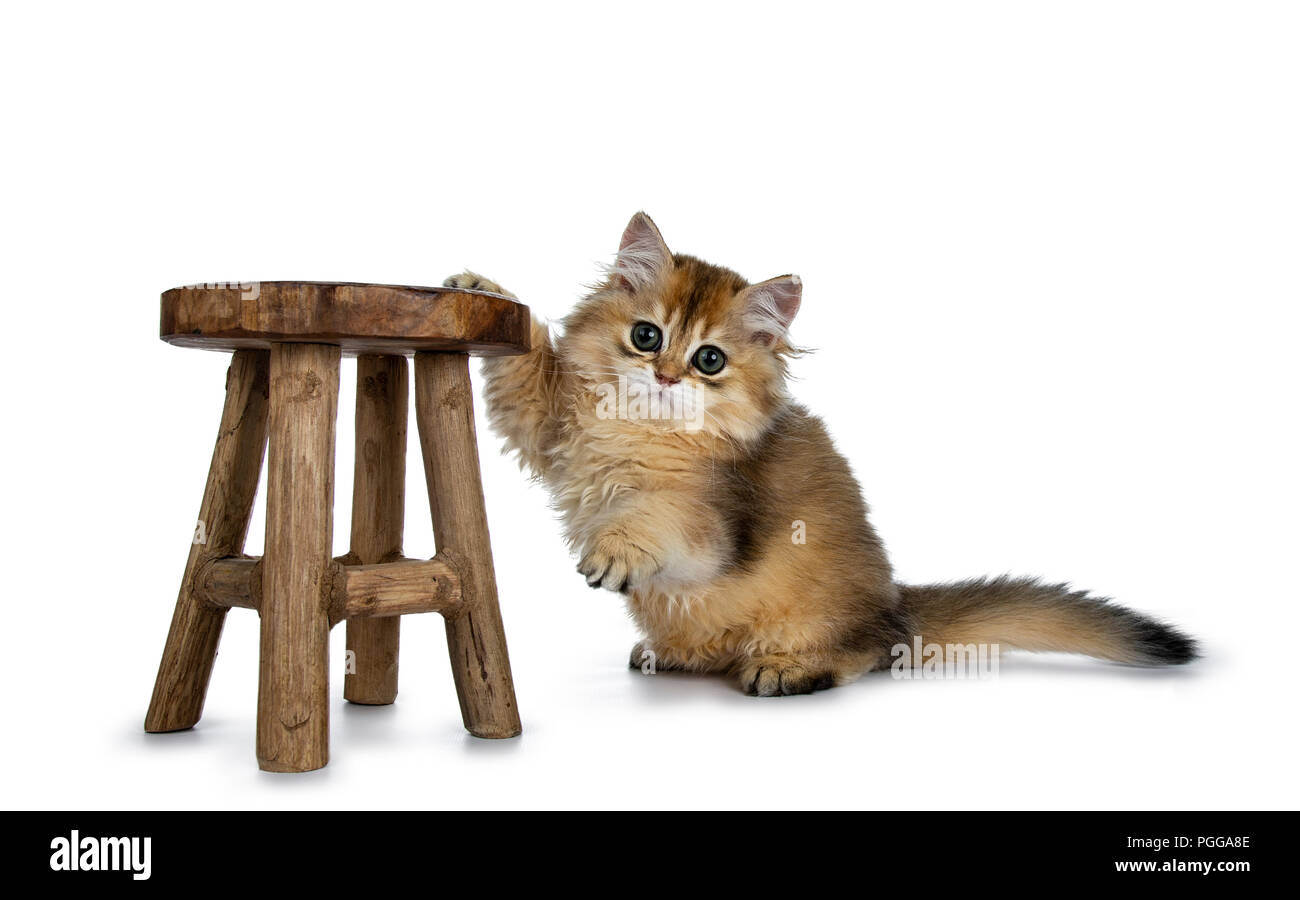 Super sweet golden British Longhair cat kitten with big green eyes, hanging with one paw on a little looking adorable straight to camera isolated on w Stock Photo