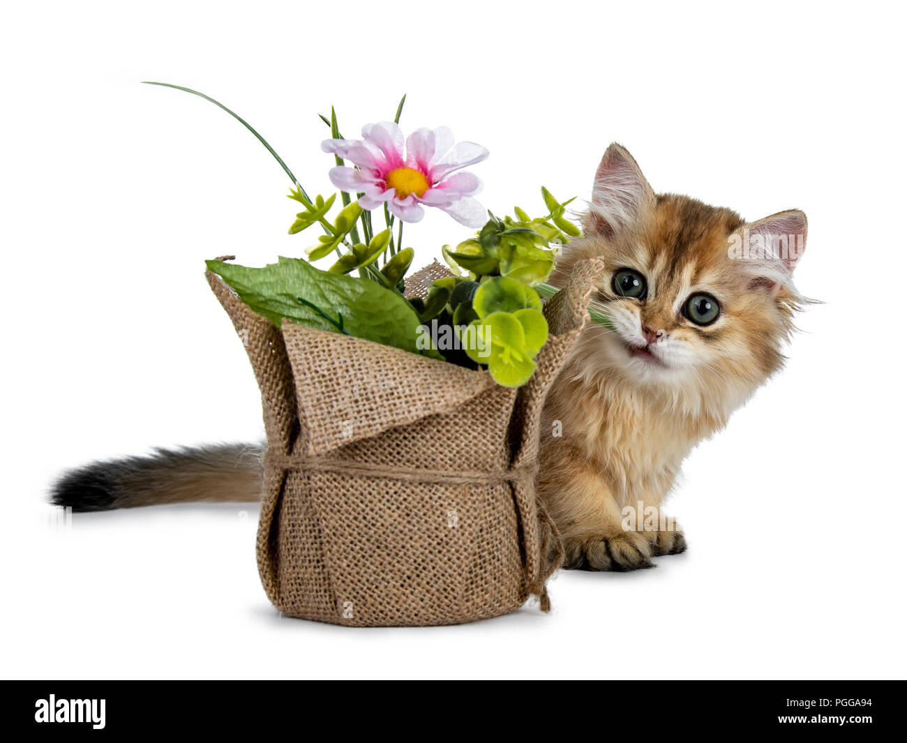 Super sweet golden British Longhair cat kitten with big green eyes, hiding behind a fake flower pot looking adorable to camera isolated on white back Stock Photo