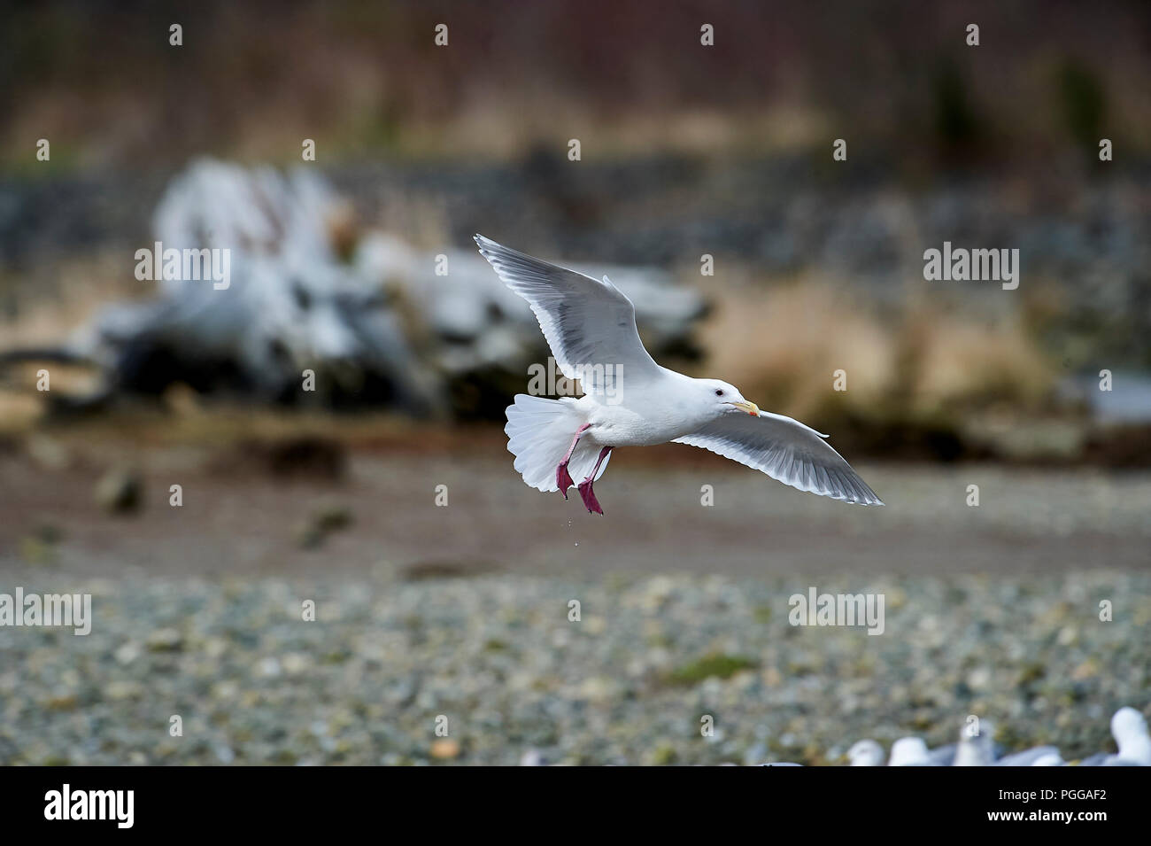 Glaucous-winged Gull (Larus glaucescens) landing,  Vancouver Island, French Creek , British Columbia, Canada Stock Photo