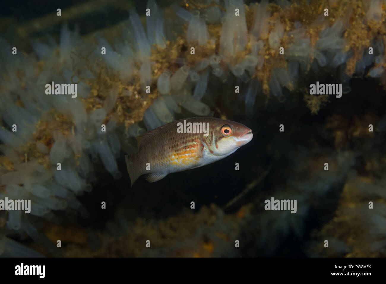 Corkwing wrasse or Gilt-head (Symphodus melops) swim near colony of Transparent sea squirt or Yellow Sea Squirt (Ciona intestinalis) Stock Photo