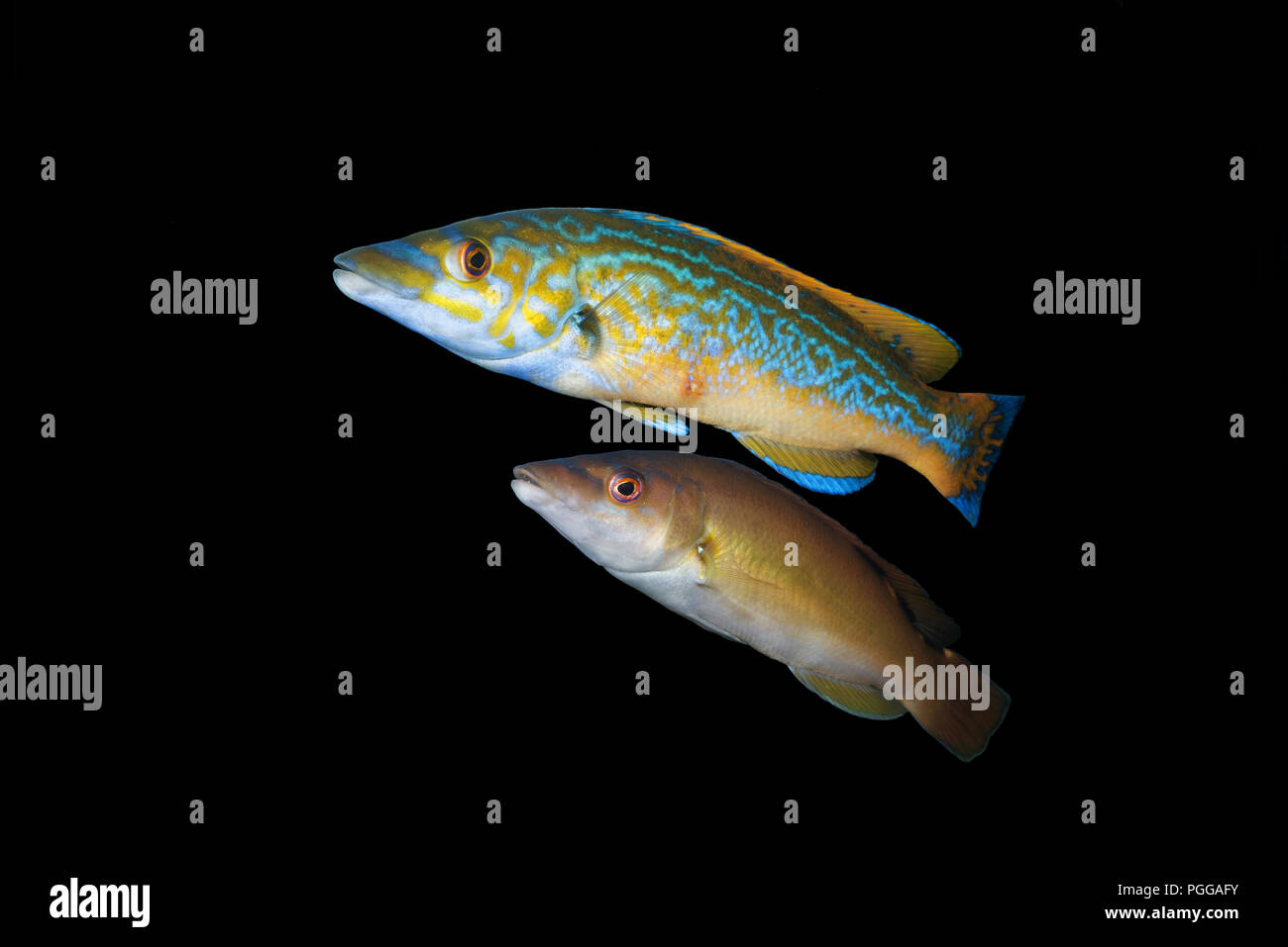 Male and female Cuckoo wrasse (Labrus mixtus) Stock Photo