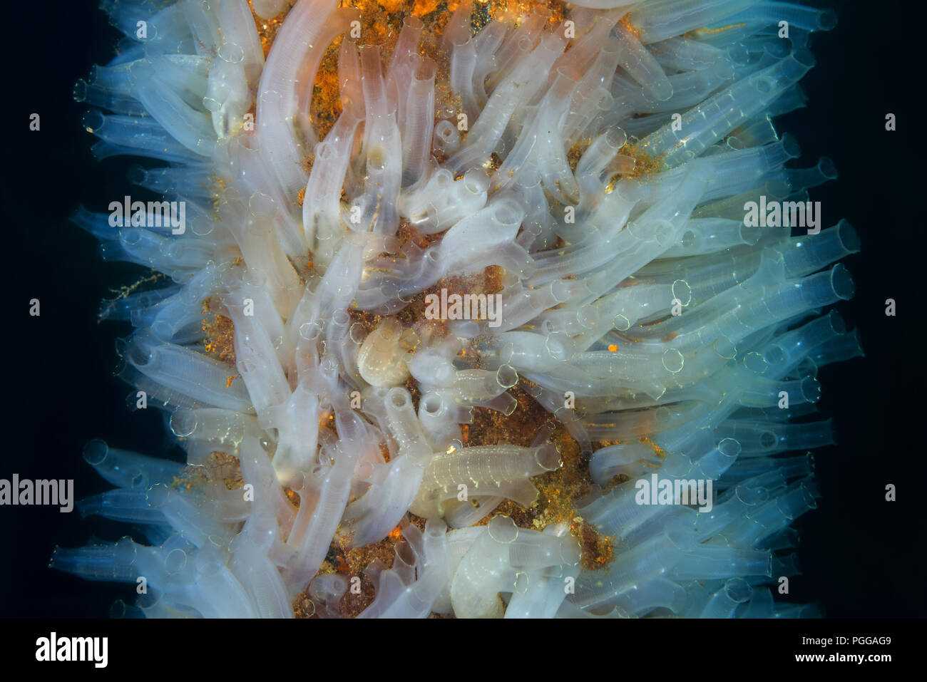 colony of Transparent sea squirt or Yellow Sea Squirt (Ciona intestinalis, Ascidia intestinalis) on the quay pipe Stock Photo