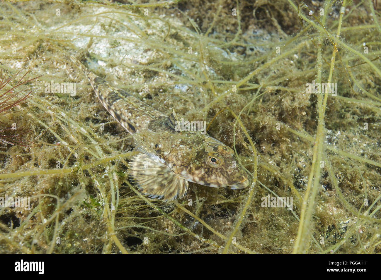 Reticulate Sculpin