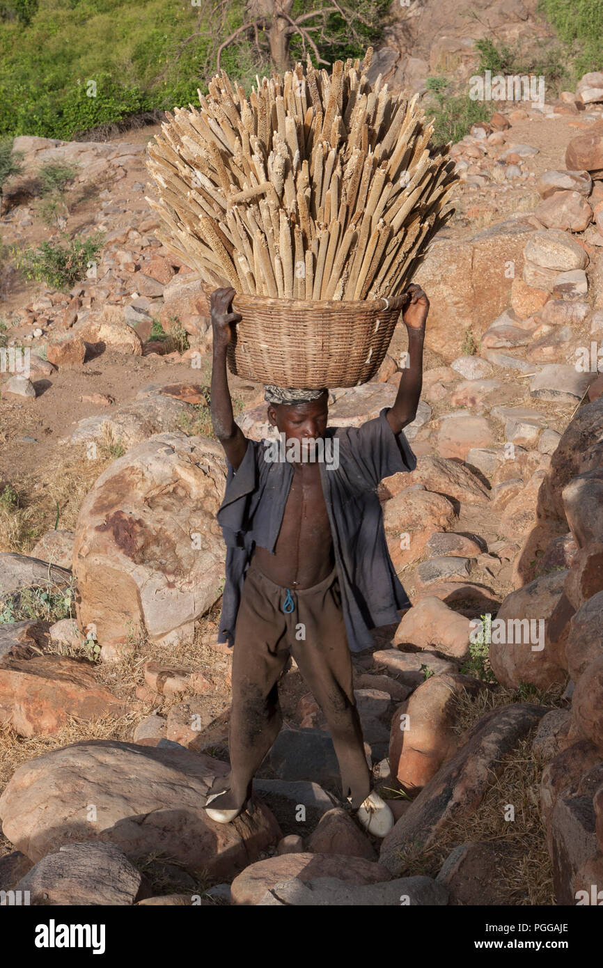 Young Malian boy carries a basket with Pearl millet (Pennisetum glaucum) ears Stock Photo