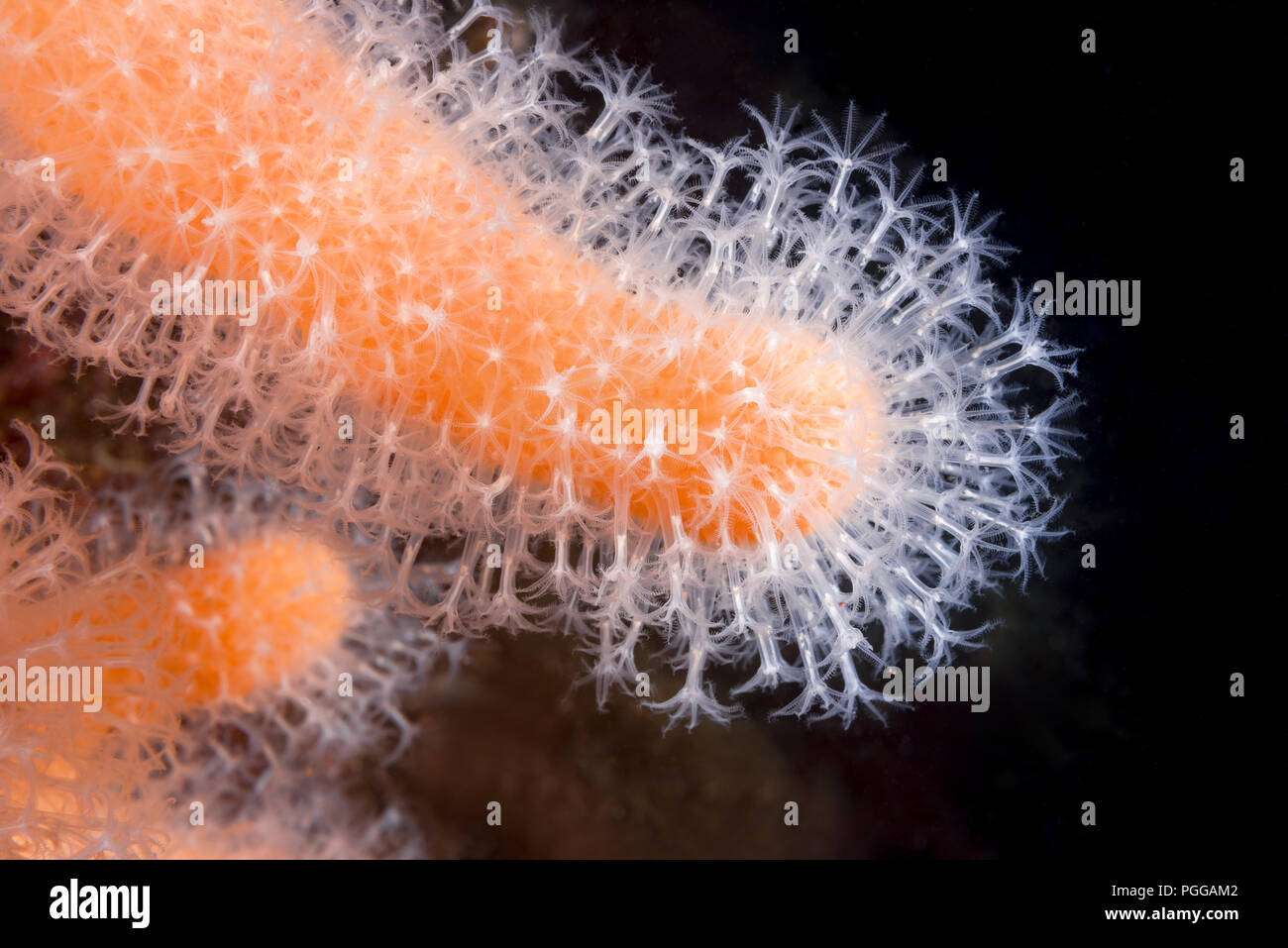 Close-up of polyps soft Fingers Coral, Dead Man's Fingers or Light Bulb Tunicate (Alcyonium digitatum) Stock Photo