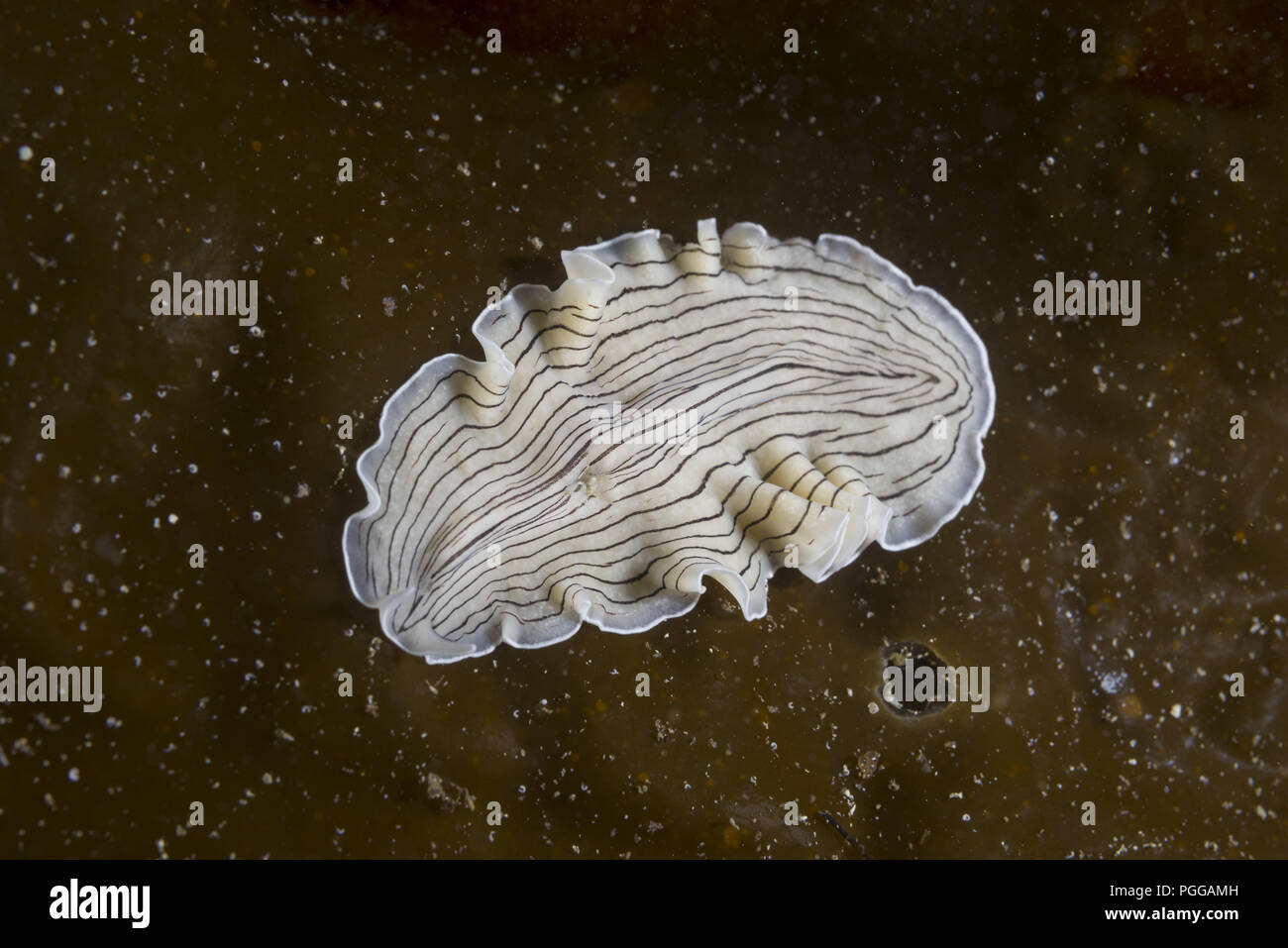 Candy Striped Flatworm (Prostheceraeus vittatus) on laminaria Stock Photo