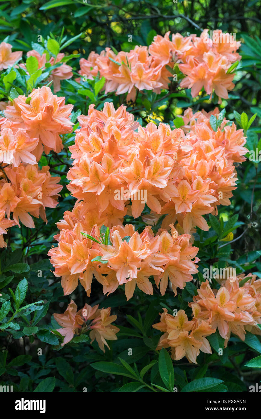 Close up of an Orange Rhododendron flowering in an English garden Stock