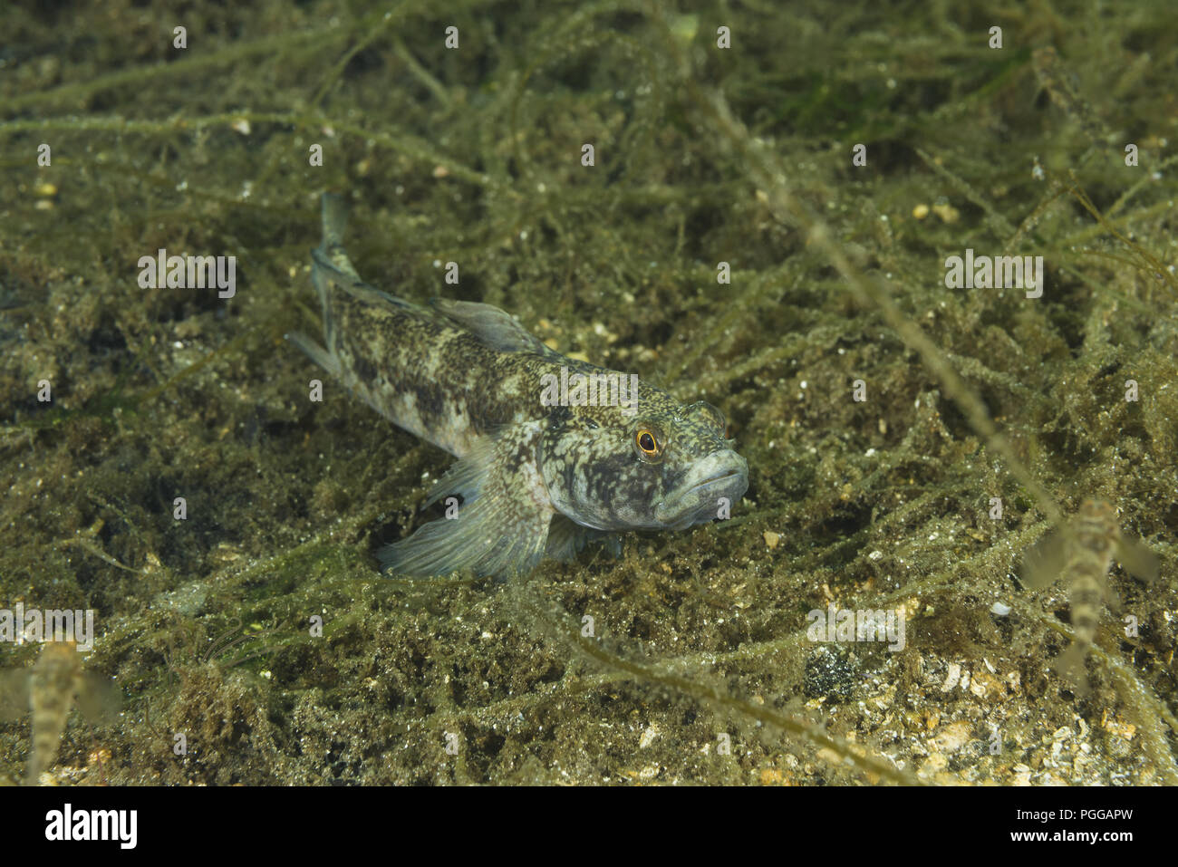Shadow goby or Black Goby (Gobius niger) Stock Photo