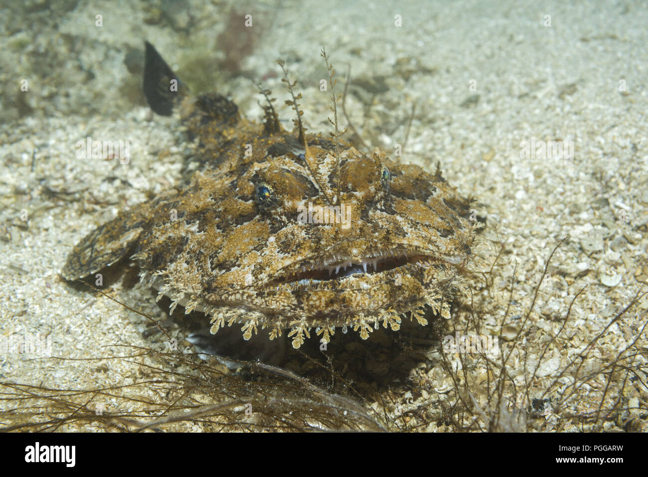 Monkfish or Angler fish (Lophius piscatorius) lies on the sand Stock Photo