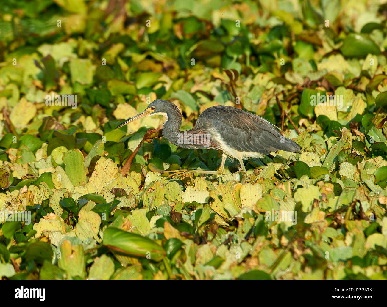 Tricolored Heron (Egretta tricolor) searching for food among water hyacinths on Lake Chapala, Jocotopec, Jalisco, Mexico Stock Photo