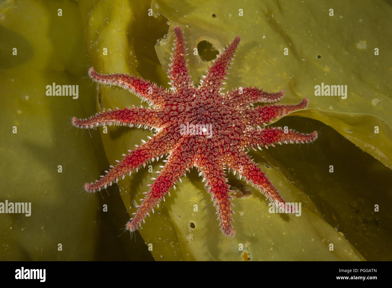 Snowflake Star or Common Sun Star (Crossaster papposus) on laminaria Stock Photo