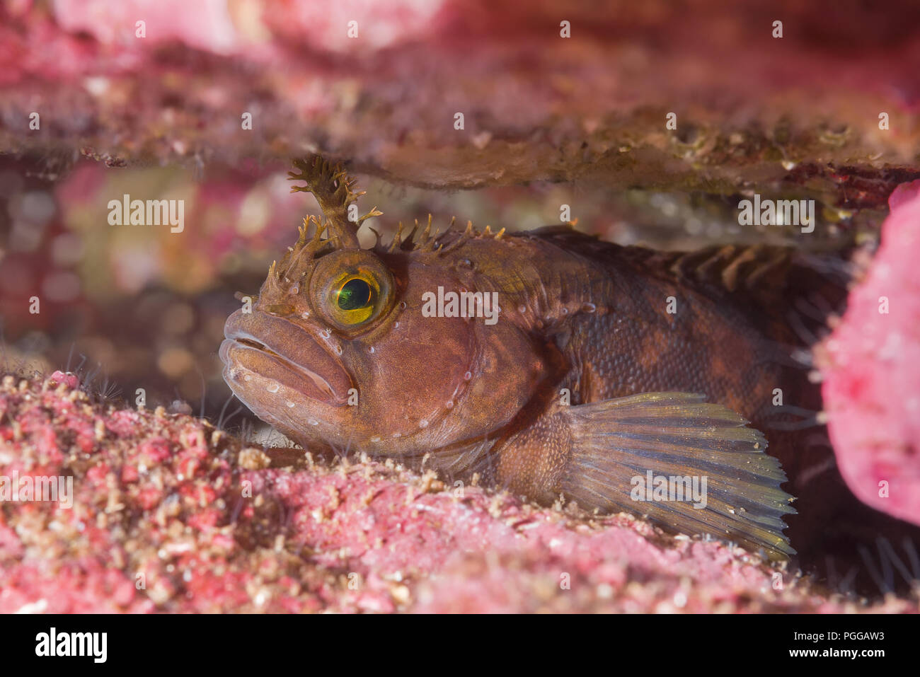 Yarrell's Blenny, Atlantic Warbonnet or Mosshead Warbonnet  (Chirolophis ascanii) hiding in the crevice of the reef Stock Photo