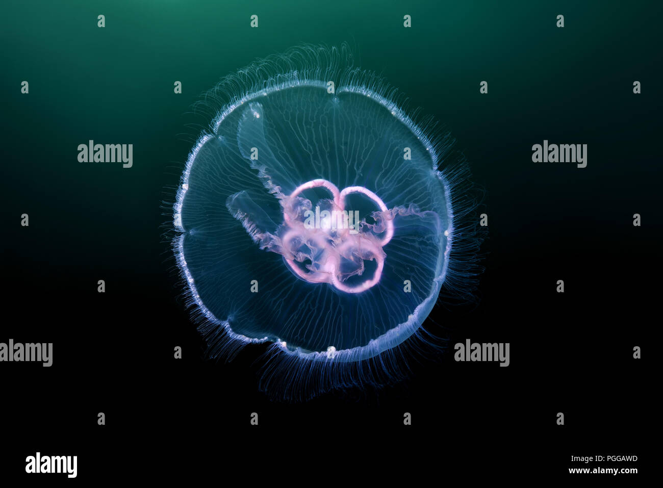 Moon jellyfish, Common jellyfish, Moon jelly, or Saucer jelly (Aurelia aurita) Stock Photo