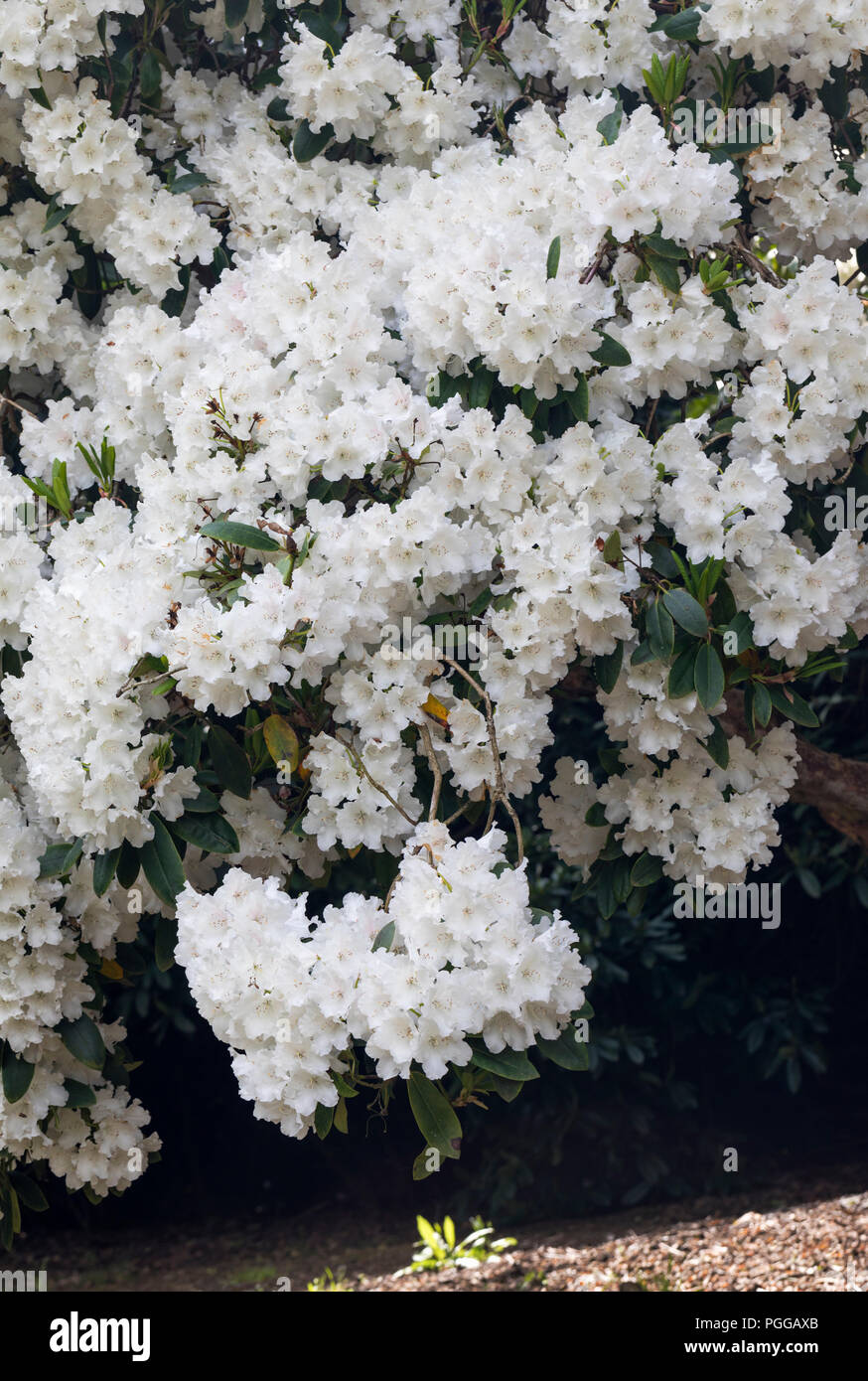 Close up of a white Rhododendron shrub in full bloom, England, UK Stock Photo