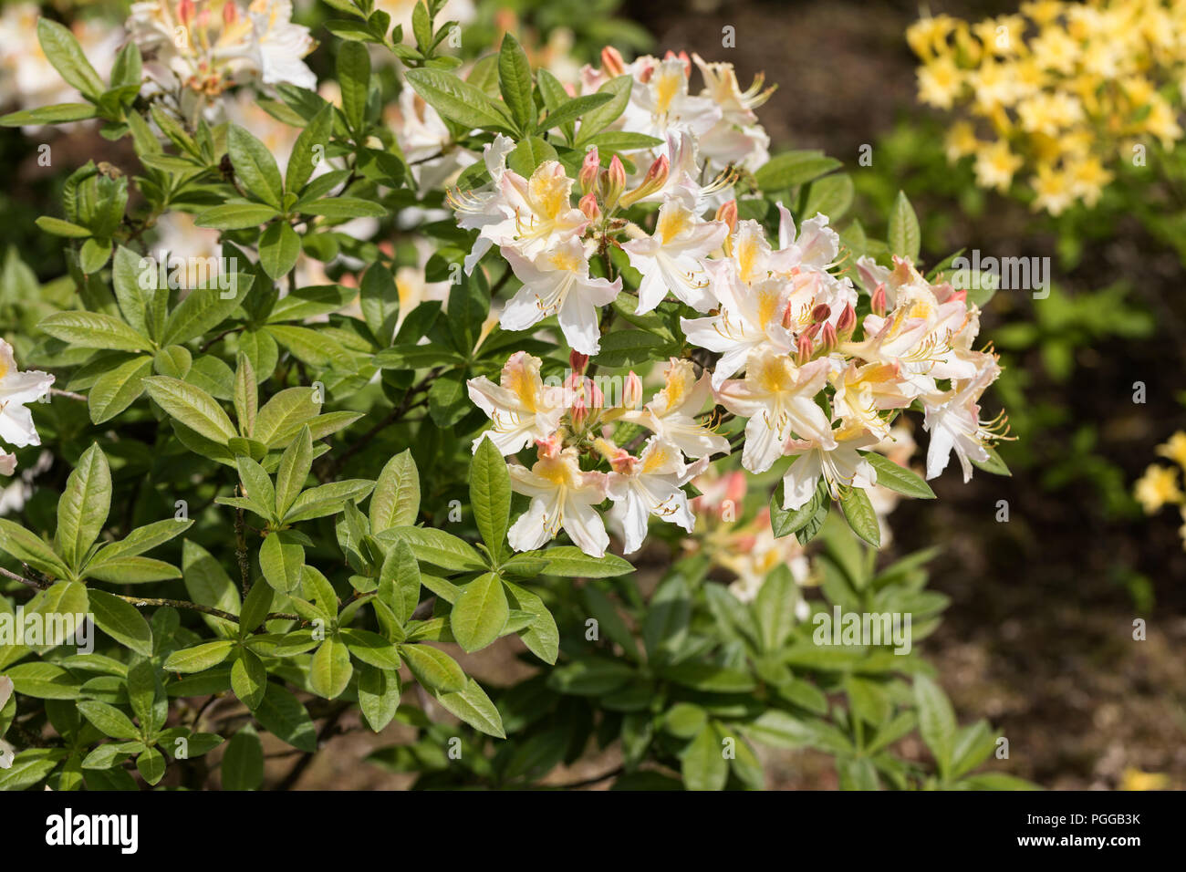 Rhododendron daviesii flowering an English spring garden, England, UK Stock Photo