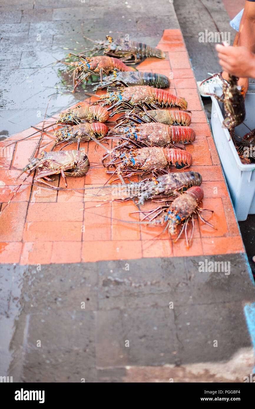 Many lobsters for sale at seafood market Stock Photo Alamy