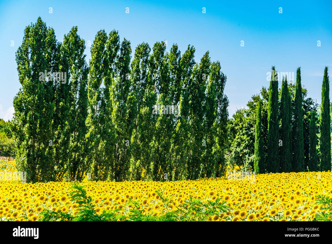Sunflowers in Tuscany Stock Photo - Alamy