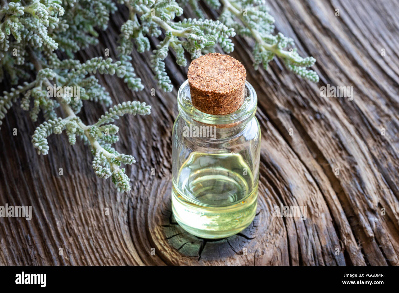 A bottle of essential oil with fresh Santolina chamaecyparissus Stock Photo