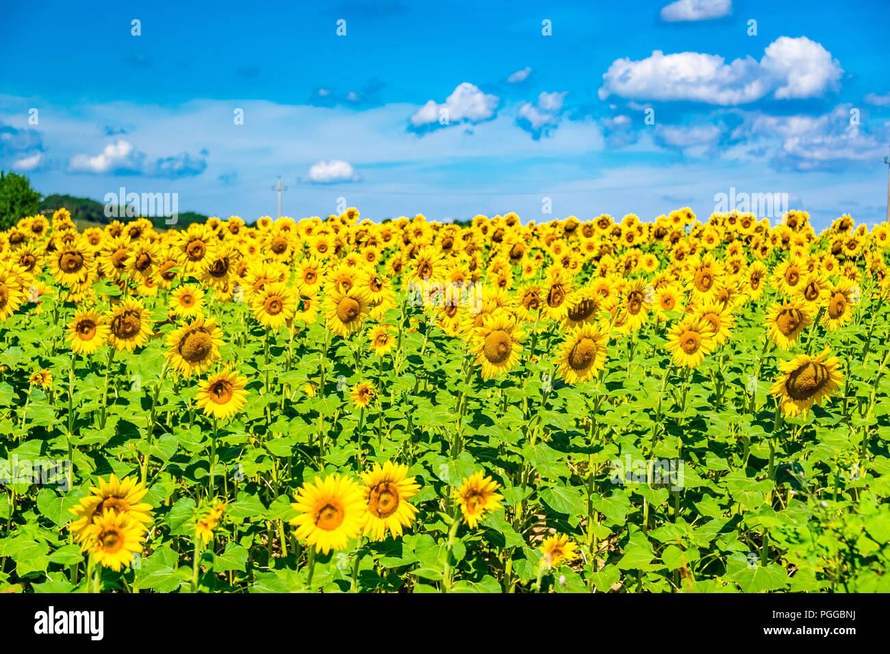 Sunflower fields in Tuscany, Italy Stock Photo