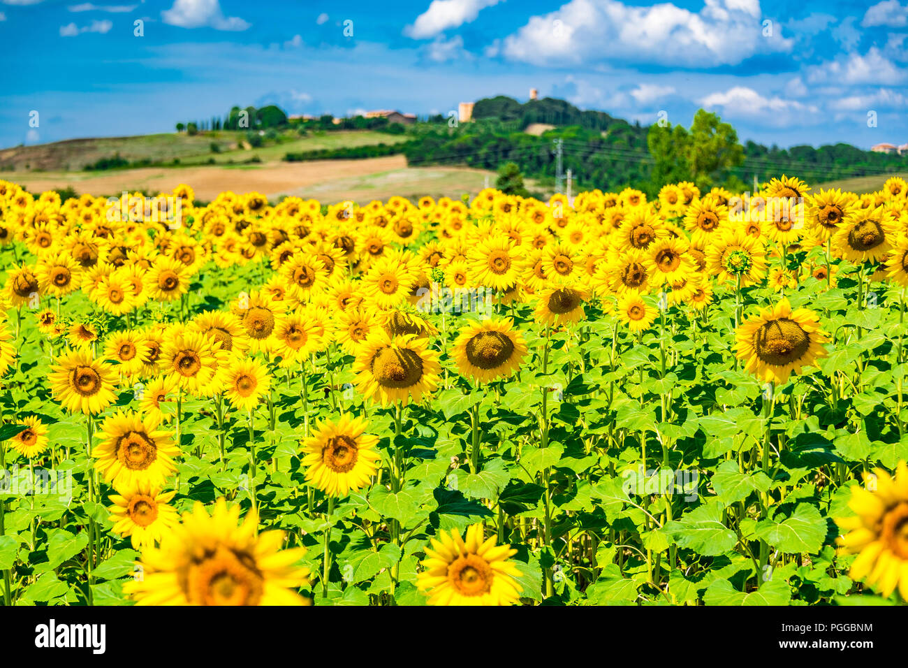 Sunflower fields in Tuscany, Italy Stock Photo - Alamy