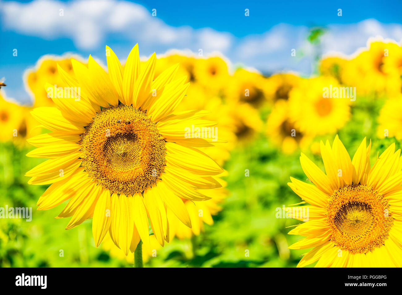 Sunflower fields in Tuscany, Italy Stock Photo - Alamy