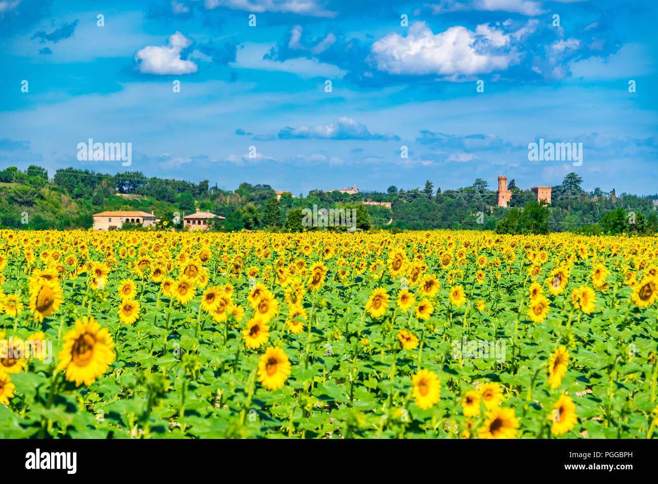 Sunflower fields in Tuscany, Italy Stock Photo - Alamy