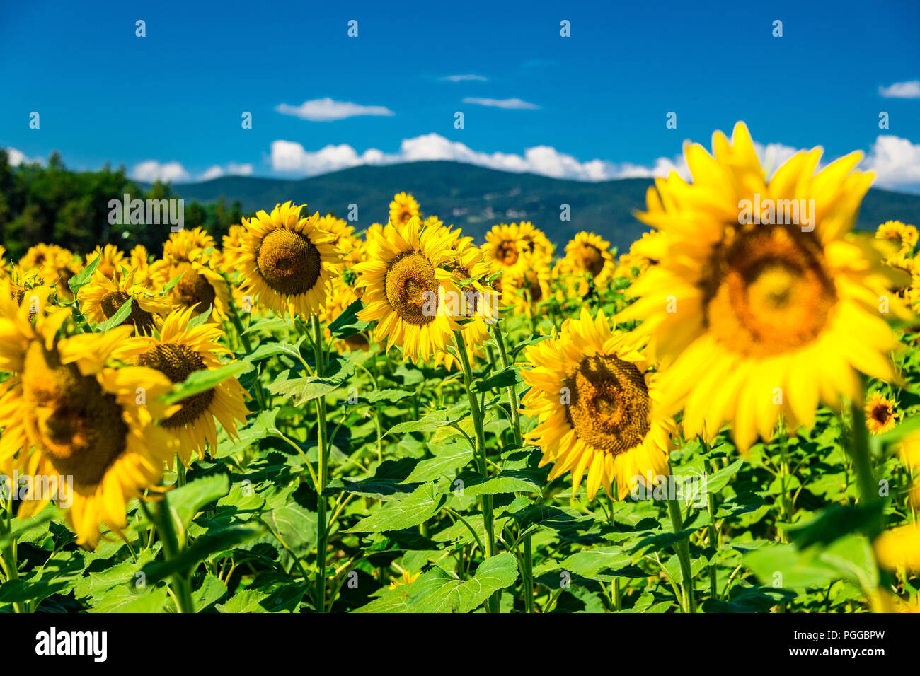 Sunflower fields in Tuscany, Italy Stock Photo - Alamy