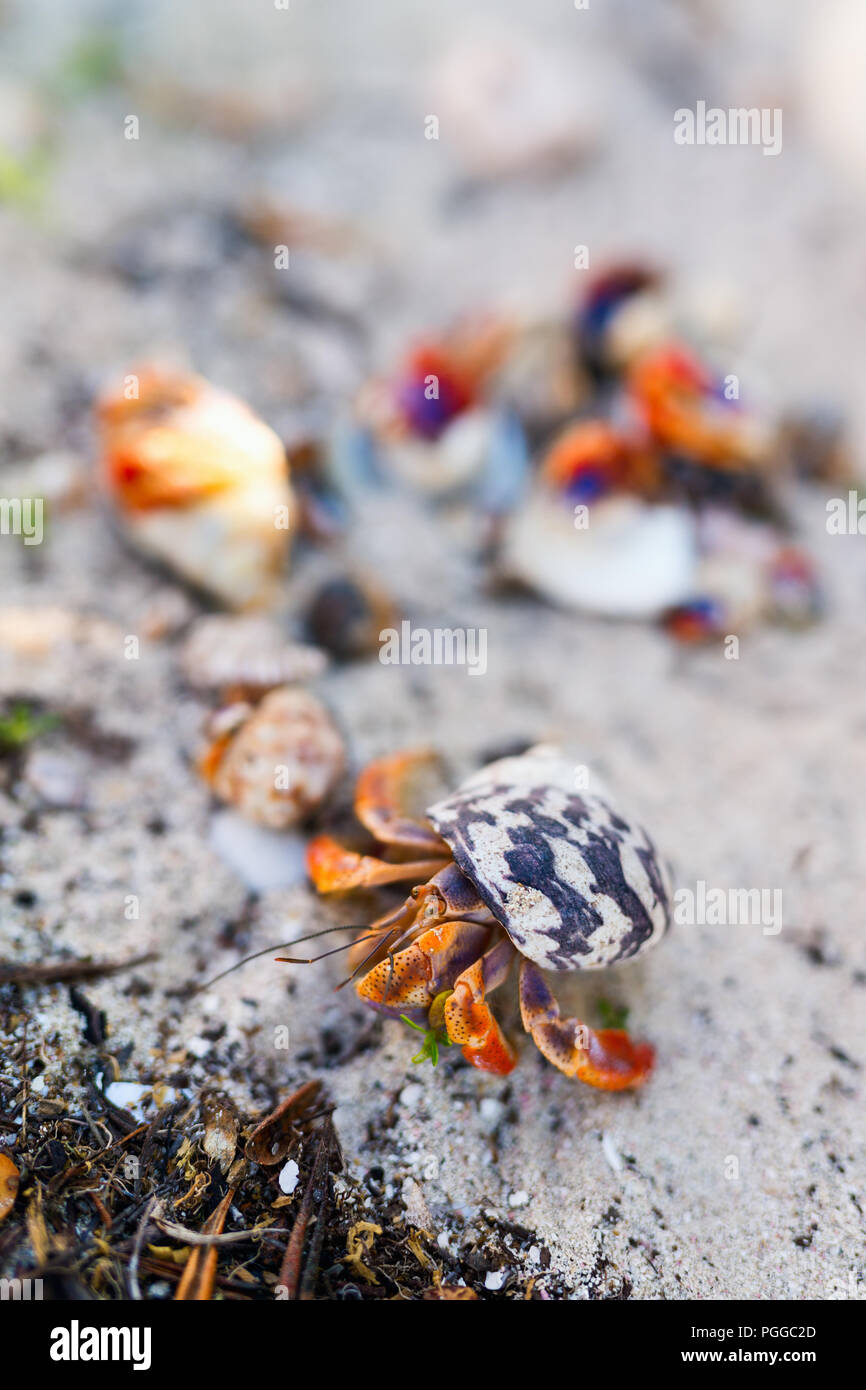 Hermit crabs on white sand beach Stock Photo Alamy