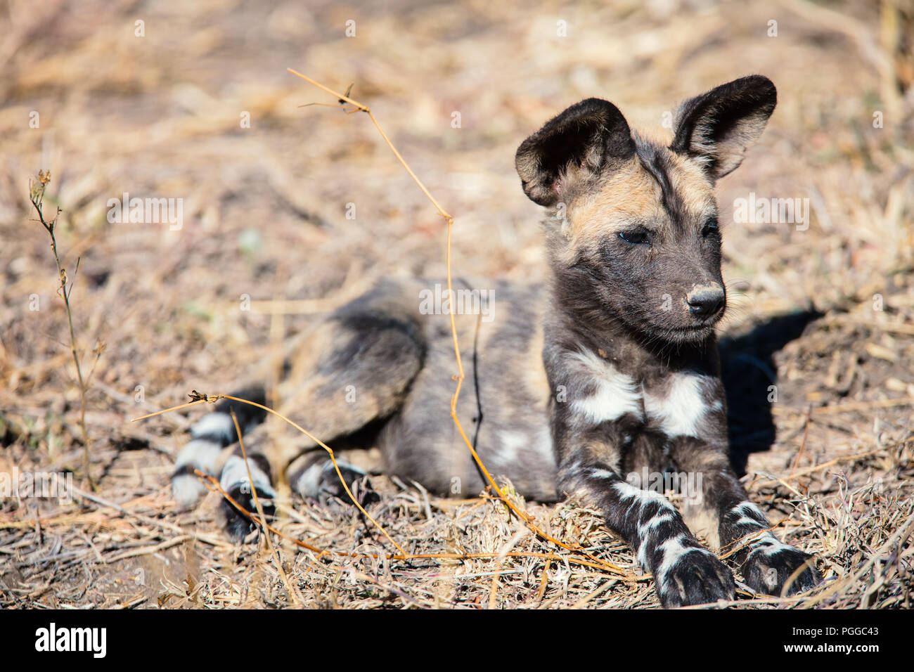 Endangered animal African wild dog puppy in safari park in South Africa Stock Photo