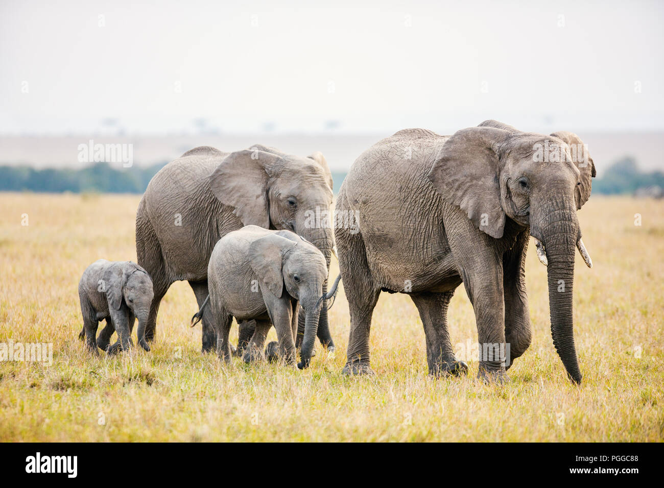 Elephants in safari park in Kenya Africa Stock Photo