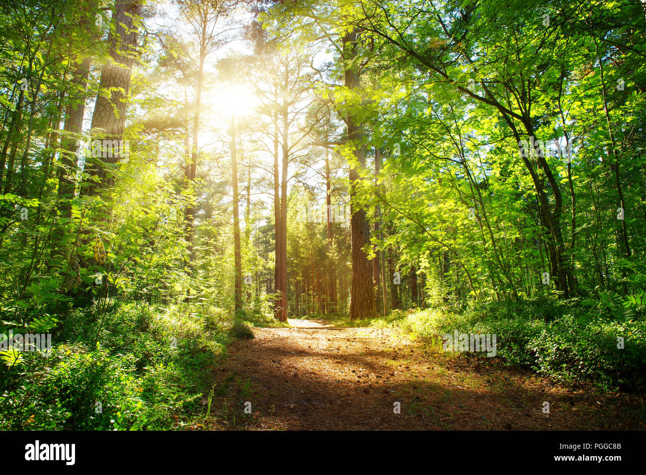 pine and fir forest view in summer Stock Photo - Alamy