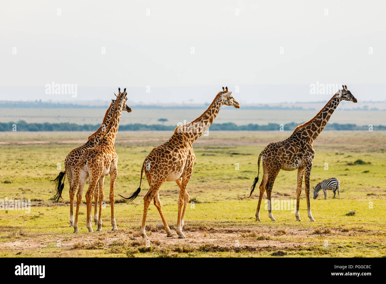 Safari portrait beautiful giraffes hi-res stock photography and images ...