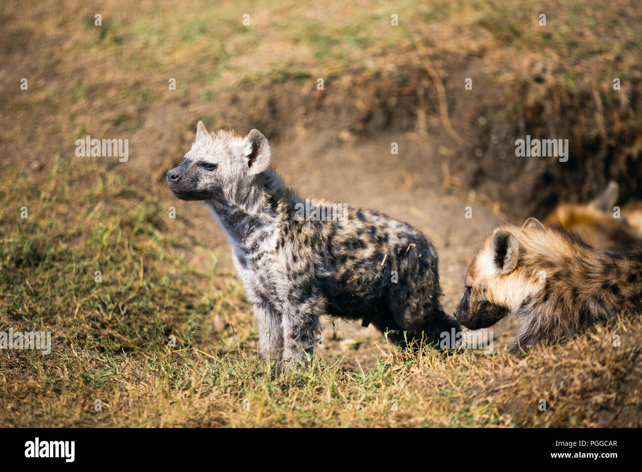 Hyena cubs in den in safari park in Kenya Stock Photo