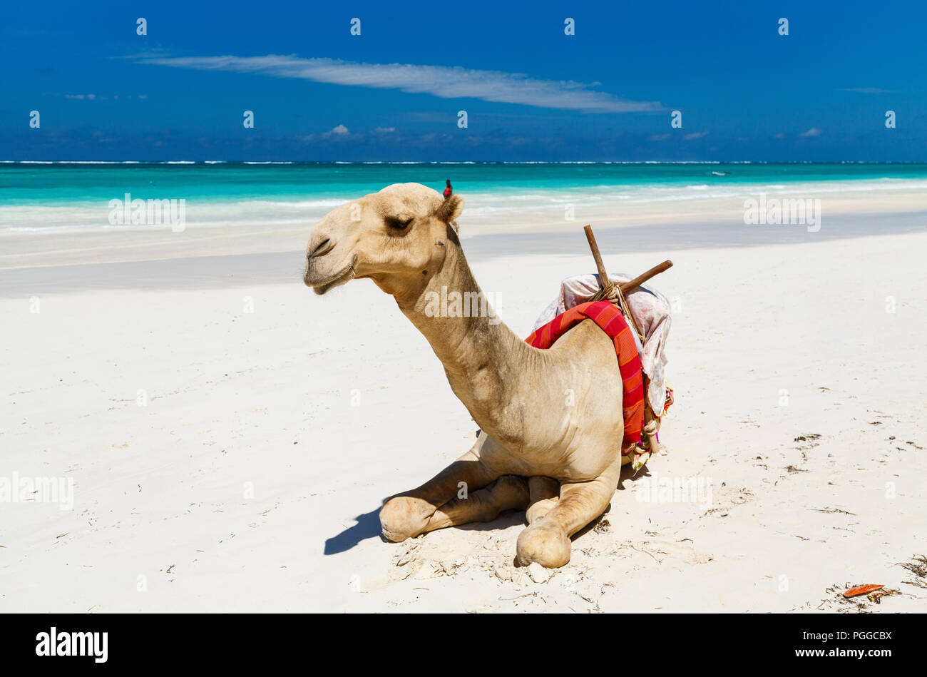 Camel on beautiful tropical beach in Kenya Africa Stock Photo