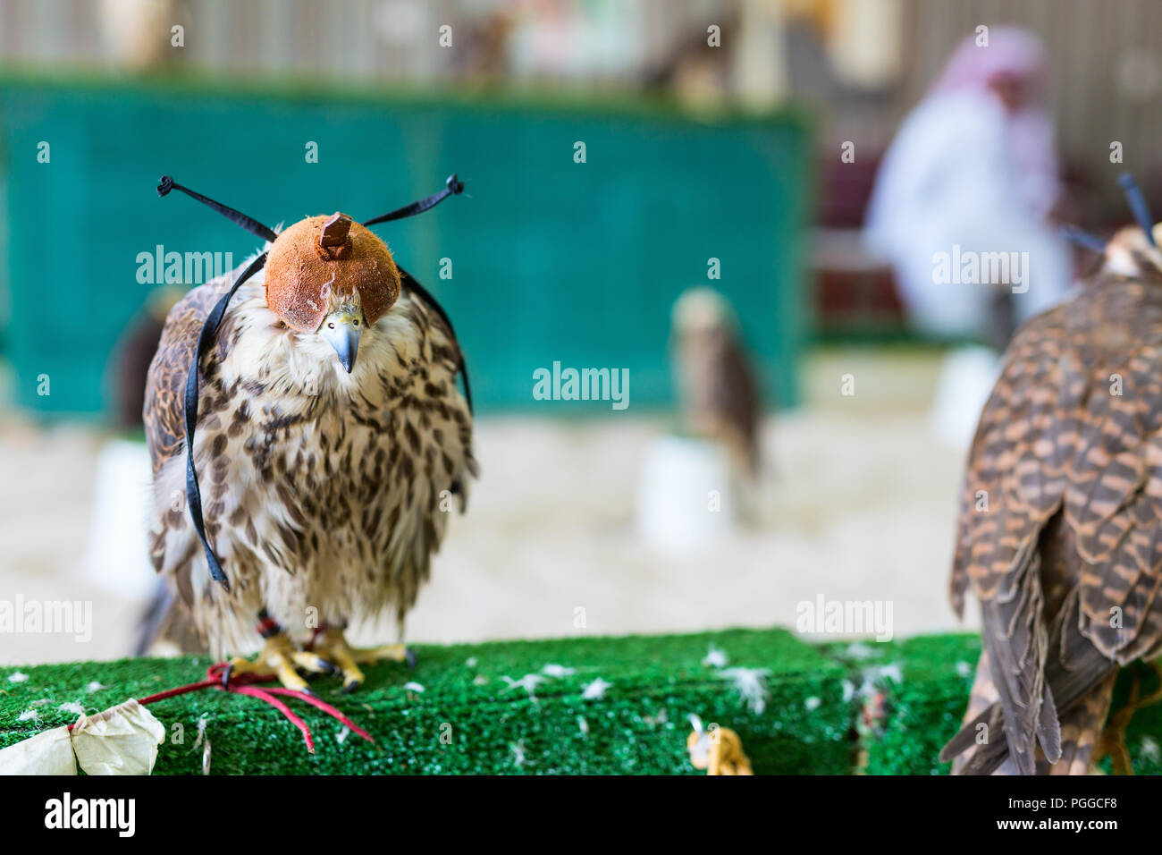 Peregrine falcons for sale at the Falcon Souq market in Doha Stock Photo