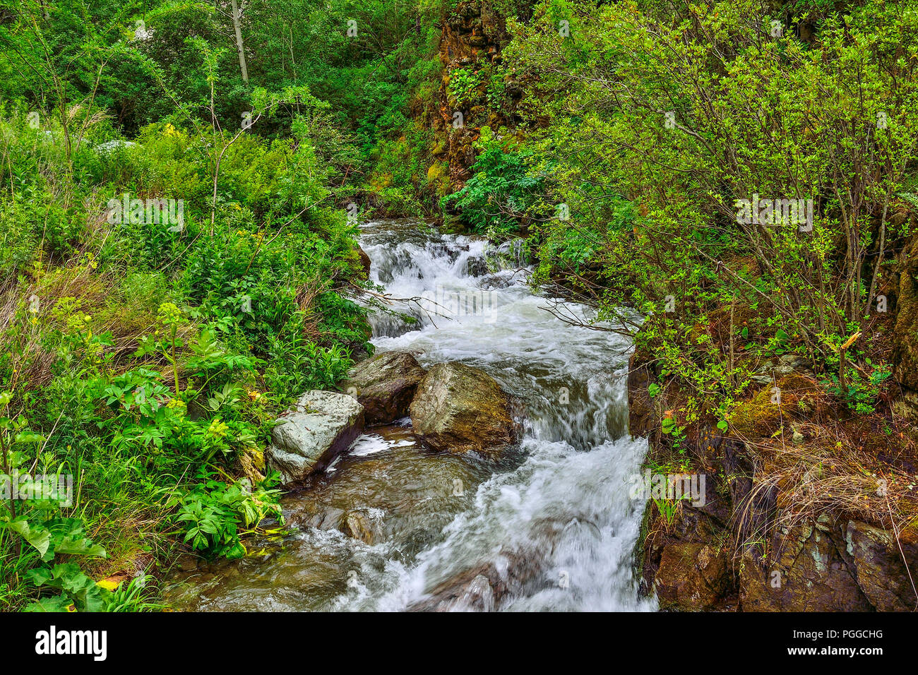 Mountain creek with waterfalls flowing under cliffs of canyon among boulders in Altai mountains, Russia - beautiful summer landscape. Beauty of wild n Stock Photo