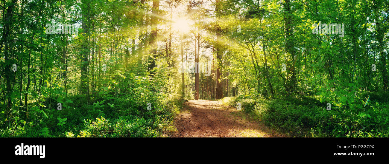 Sunny dense pine forest spring hi-res stock photography and images - Alamy