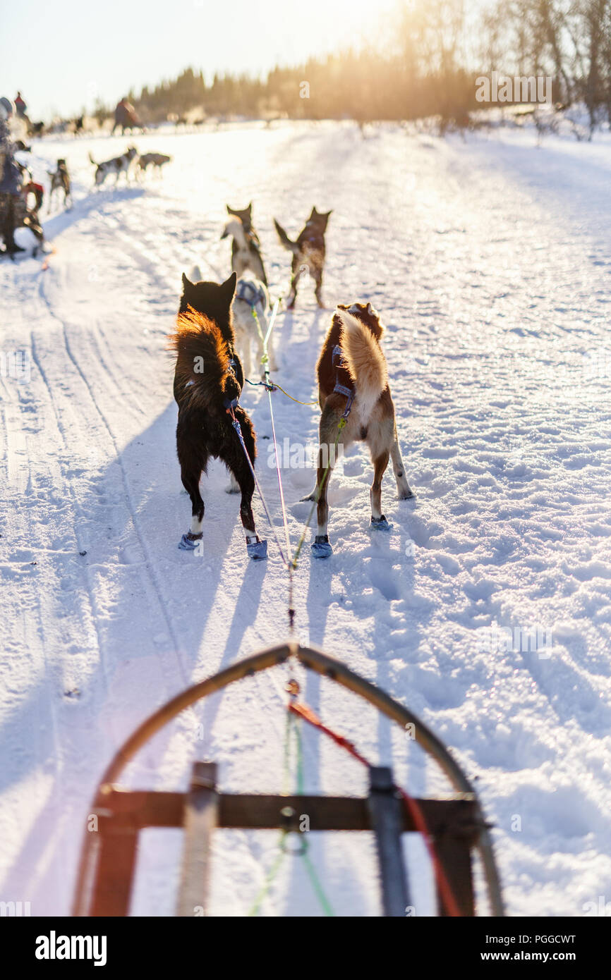 Sledding with husky dogs in Northern Norway Stock Photo